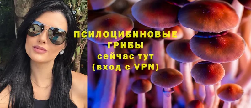 закладки  Пермь  Галлюциногенные грибы Psilocybe 